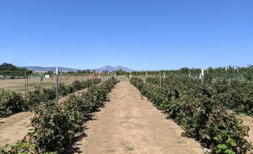 Photo of Peach Picking at Pease Ranch Brentwood, California - 3