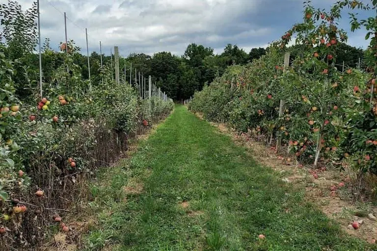 Photo of Peach Picking at Prospect Hill Orchards at the Hilltop- Cherry, Peach & Apple Pick-Your-Own Milton, New york - 3