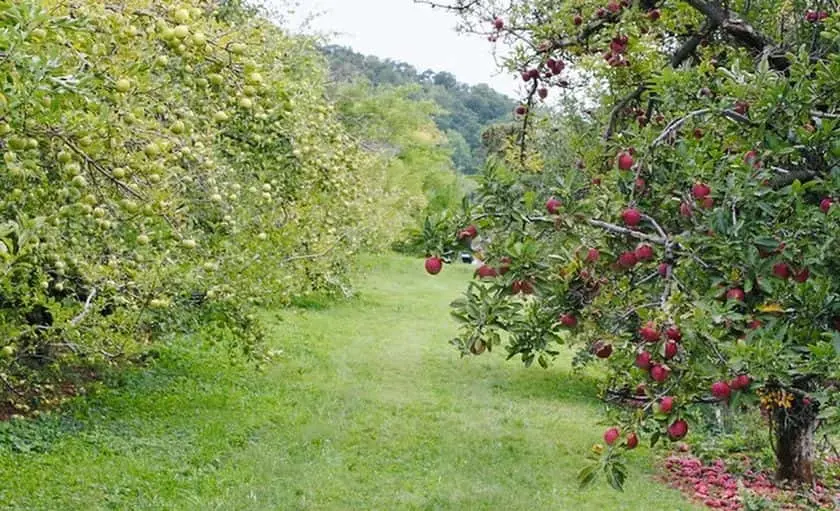 Photo of Peach Picking at Stribling Orchard - Peach Picking in VA Markham, Virginia - 3