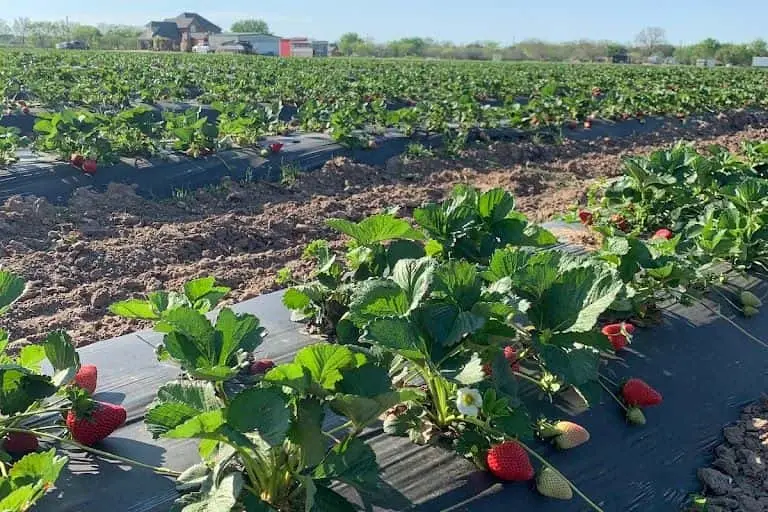 Photo of  Pecan Creek Strawberry Farm Pilot Point, Texas