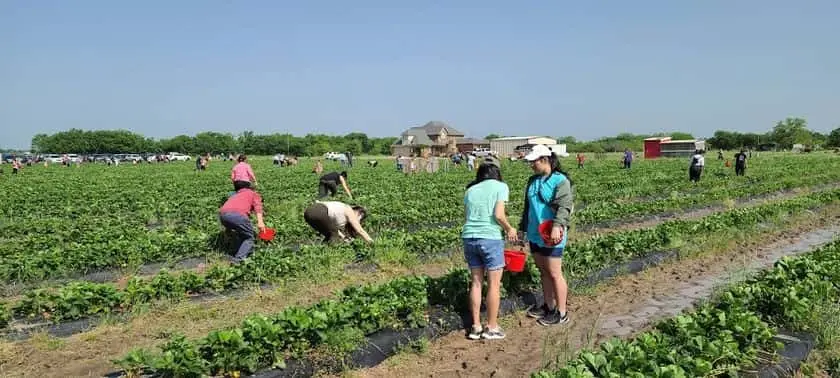 representative photo for Strawberry Picking Farms in Pilot Point, Texas
