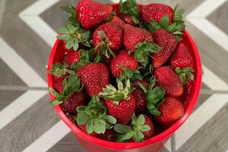 Photo of Pecan Creek Strawberry Farm Pilot Point, Texas - 3