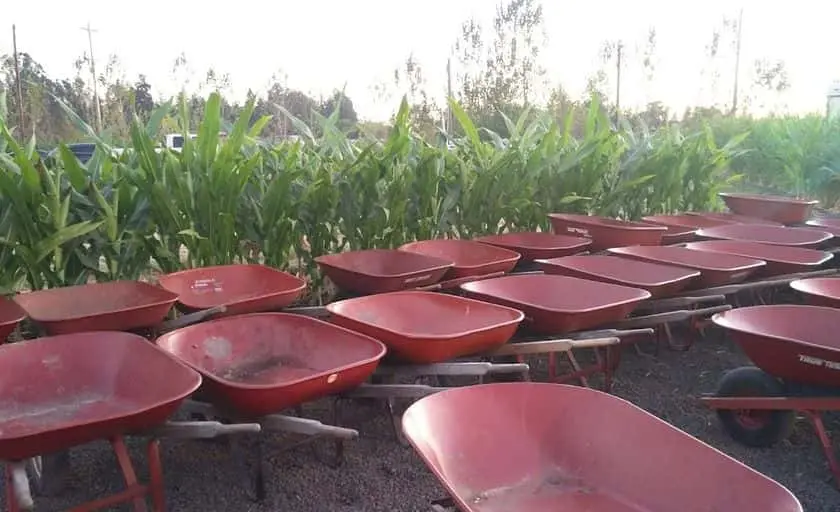 representative photo for Corn Maze Farms in Petaluma, California