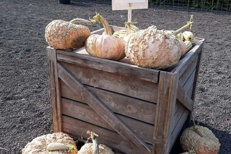Photo of Petaluma Pumpkin Patch Petaluma, California - 3