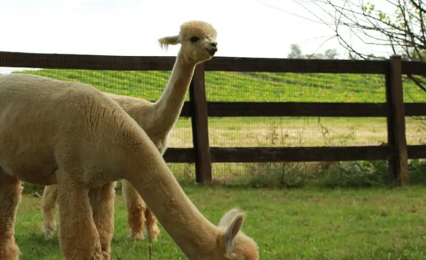 Photo of Petting Zoo at Baugher’s Orchard Westminster, Maryland