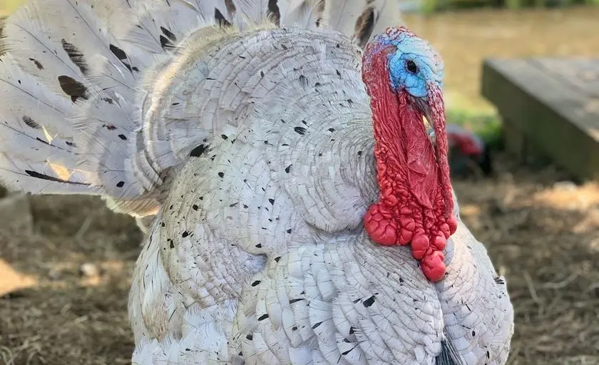 Photo of Petting Zoo at Baugher’s Orchard Westminster, Maryland - 2