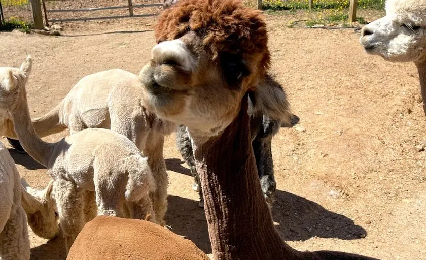 Photo of Petting Zoo at Breezy Hill Alpacas Woodbine, Maryland