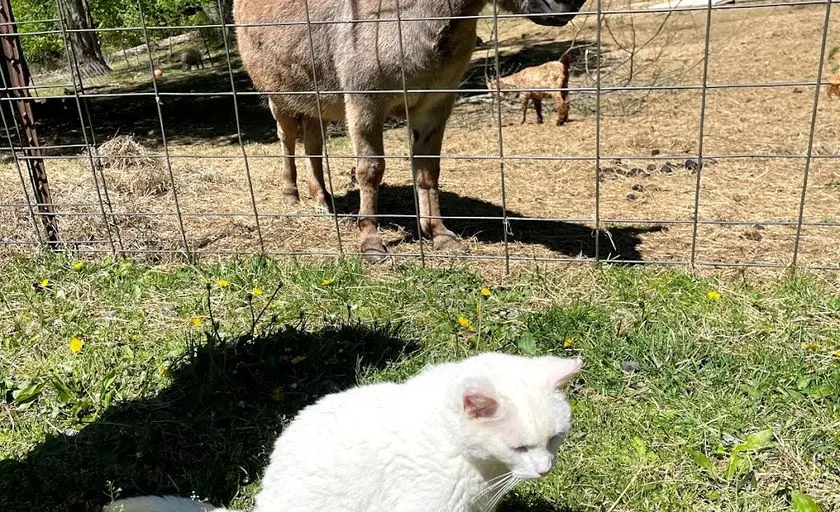Photo of Petting Zoo at Breezy Hill Alpacas Woodbine, Maryland - 3