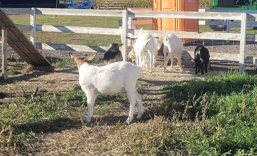 Photo of Petting Zoo at New Salem Corn Maze Dorr, Michigan