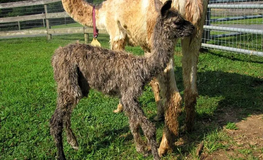 representative photo for Petting Zoos Farms in Havre De Grace, Maryland