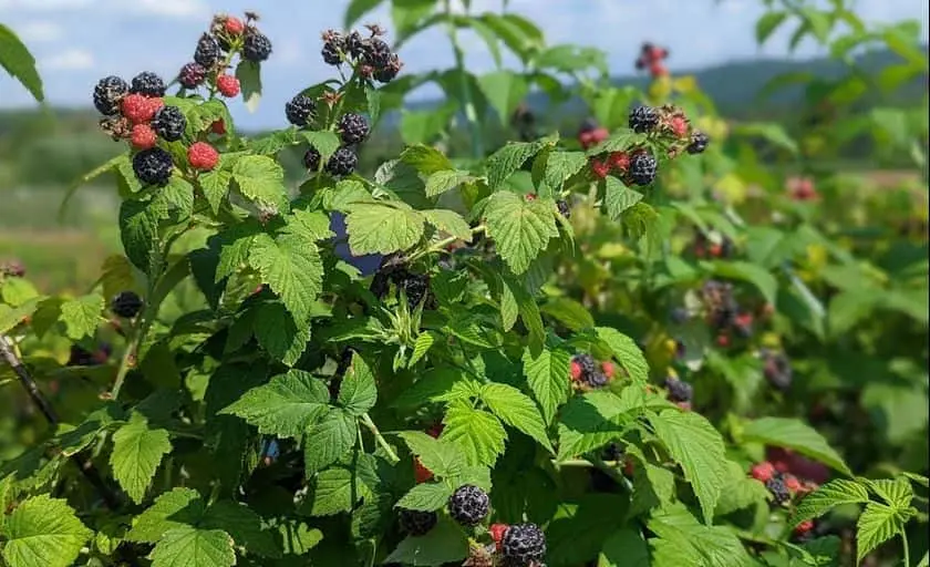Photo of  Phillips Farms - Raspberry Picking NJ Milford, New jersey - 3