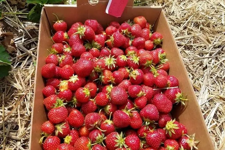 Photo of  Pine Tree Orchard Strawberry Field White Bear Lake, Minnesota