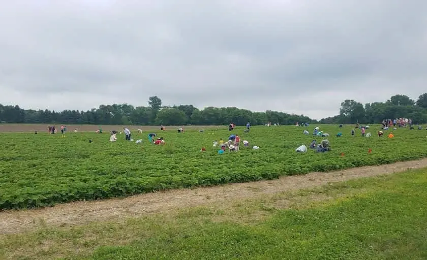 representative photo for Strawberry Picking Farms in White Bear Lake, Minnesota