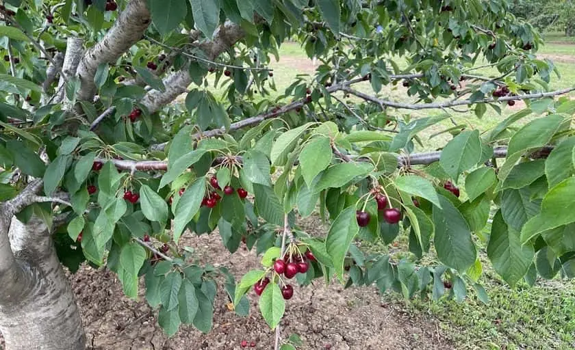 Photo of  Pomeroy Farm Brentwood Brentwood, California