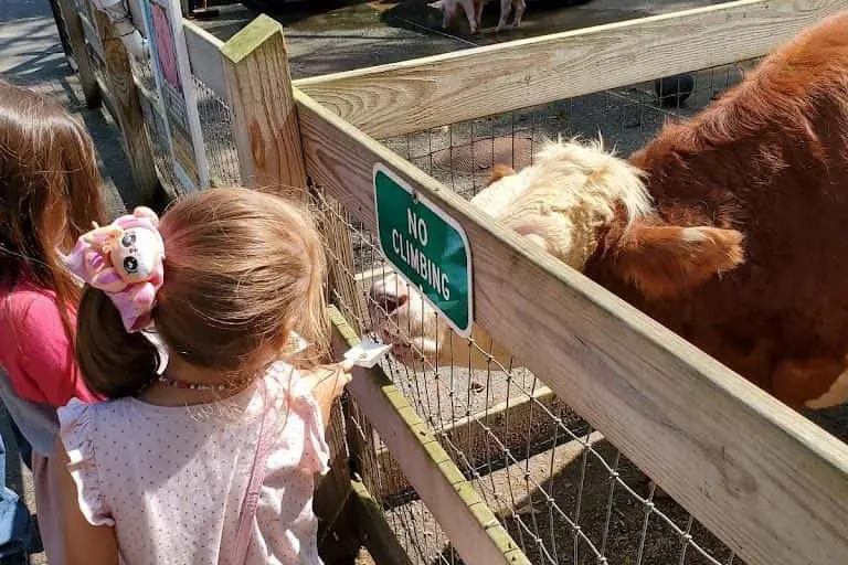 Photo of Pumpkin  at Abma’s Farm Market, Greenhouse & Petting Zoo Wyckoff, New jersey - 3