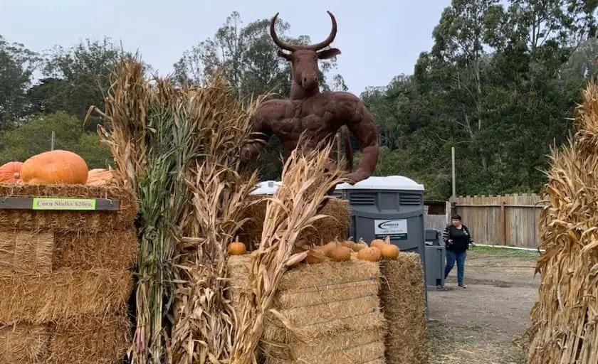 Photo of Pumpkin  at Arata’s Pumpkin Farm Half Moon Bay, California - 2