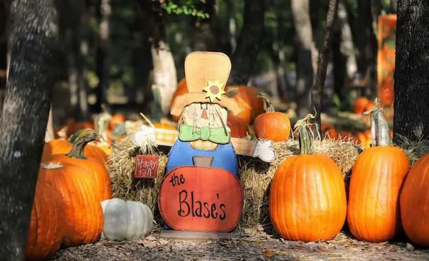 representative photo for Pumpkin Patches in  Texas