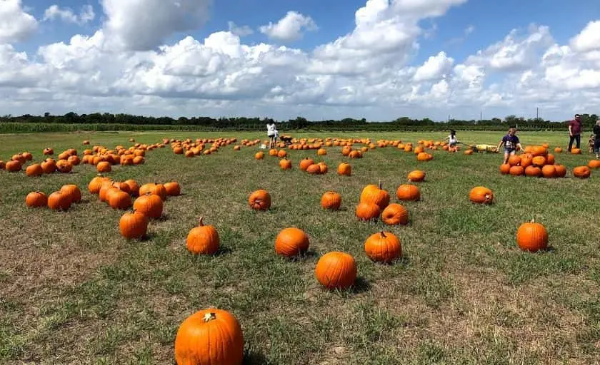Photo of Pumpkin  at Dewberry Farm Brookshire, Texas - 2