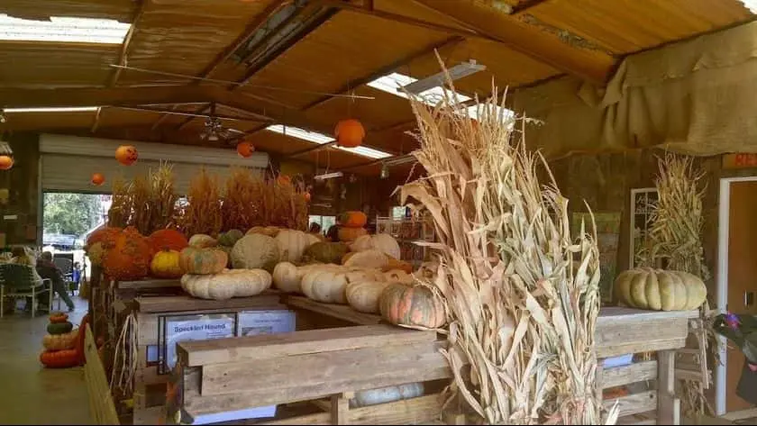 Photo of Pumpkin  at Elves Christmas Tree Farm and Pumpkin Patch Denison, Texas