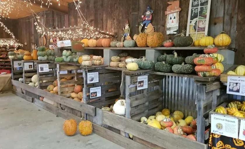 representative photo for Pumpkin Patches in Denison, Texas