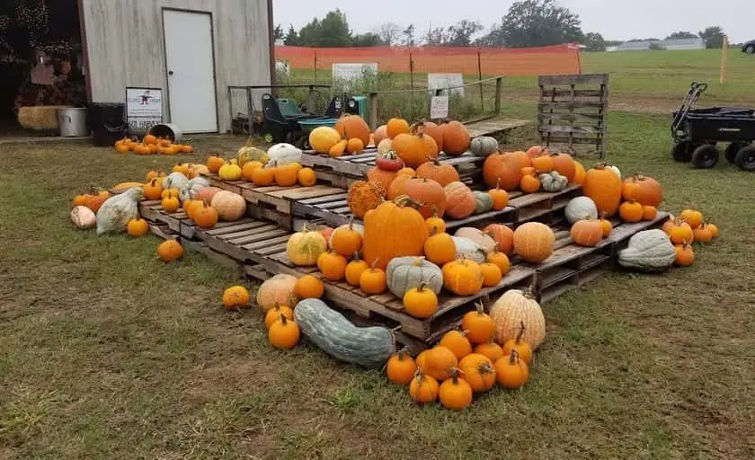 Photo of Pumpkin at Elves Christmas Tree Farm and Pumpkin Patch Denison, Texas - 3