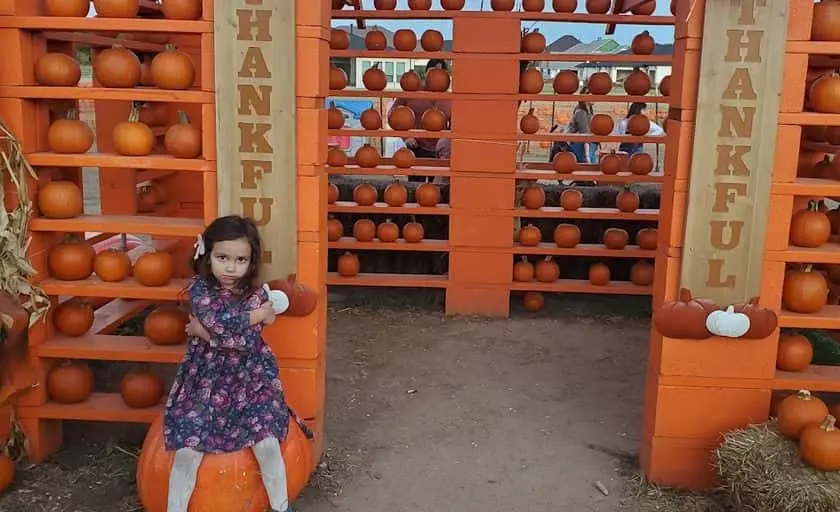 representative photo for Pumpkin Patches in Flower Mound, Texas
