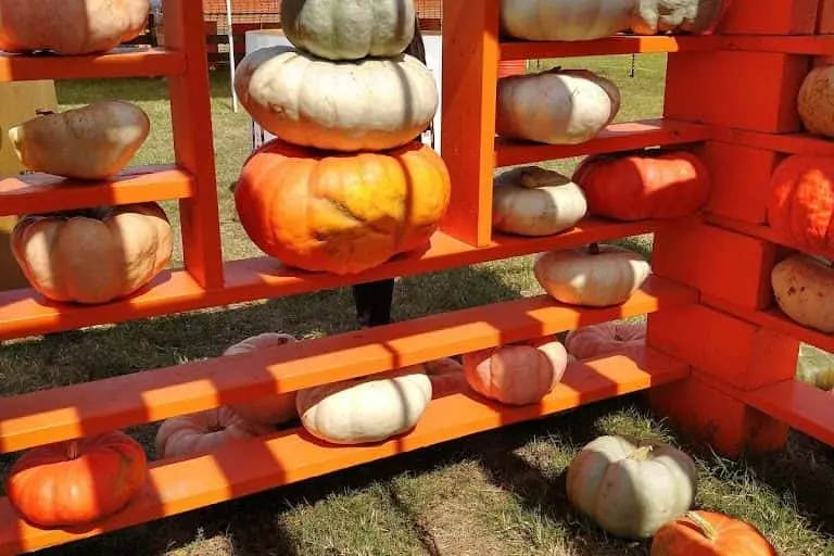 Photo of Pumpkin  at Flower Mound Pumpkin Patch Flower Mound, Texas - 3