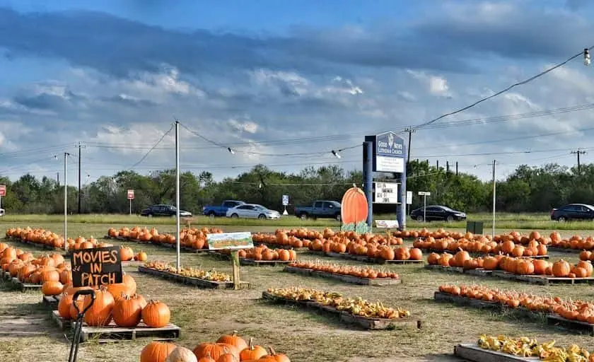 Photo of Pumpkin  at Good News Pumpkin Patch San Antonio San Antonio, Texas