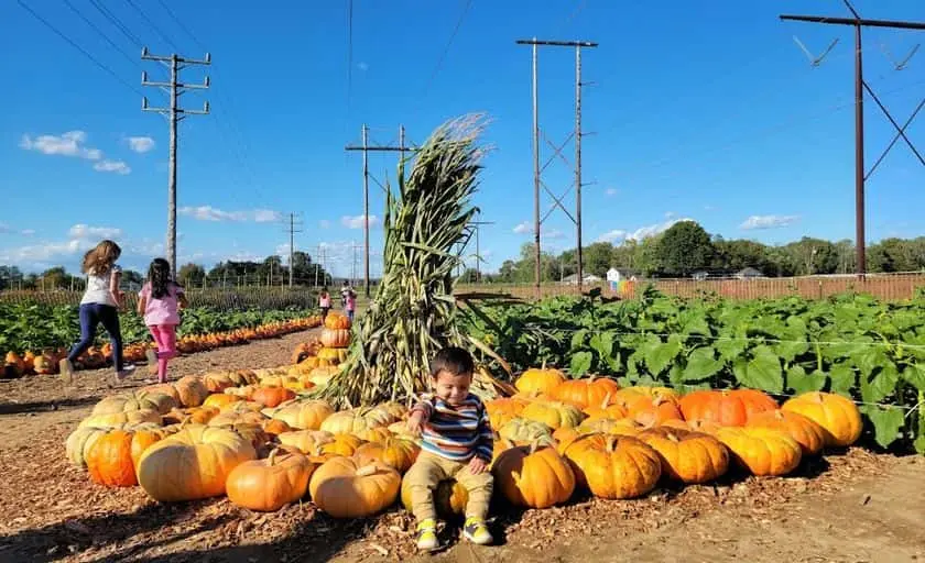 Photo of Pumpkin  at Happy Day Farm - Pumpkin Patch NJ Manalapan Township, New jersey - 3