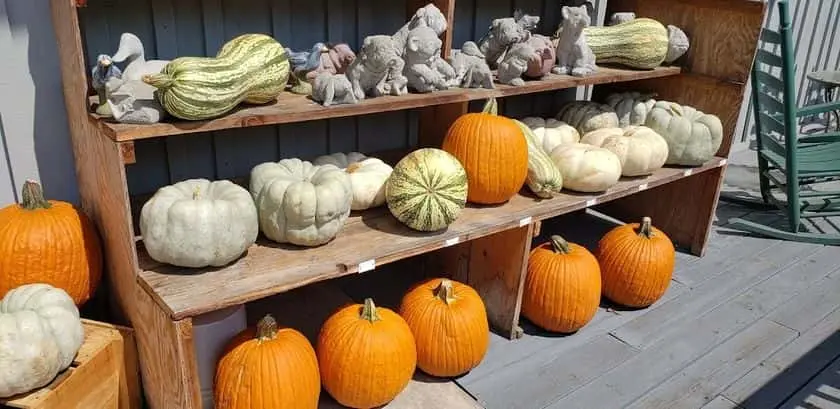 Photo of Pumpkin  at Hillside Orchard Farms Lakemont, Georgia - 3