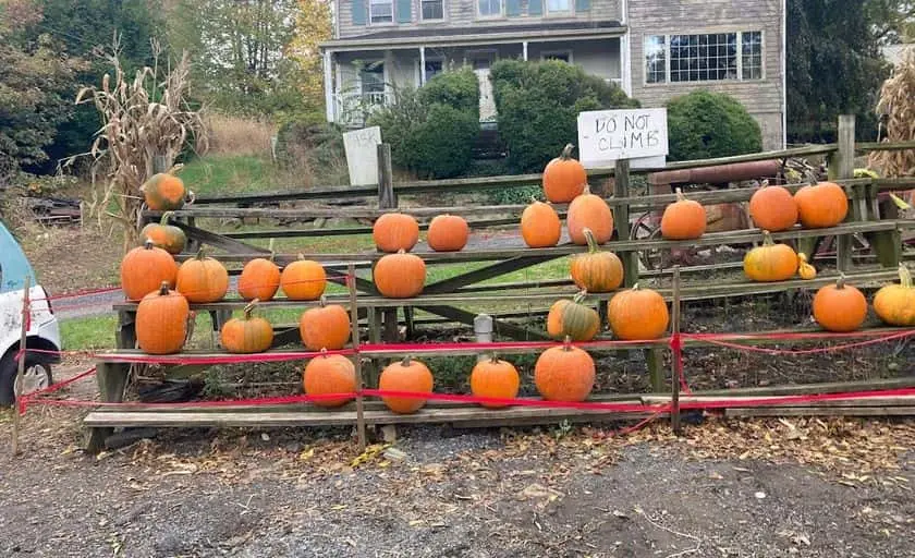 Photo of Pumpkin  at Hillview Farms Gillette, New jersey