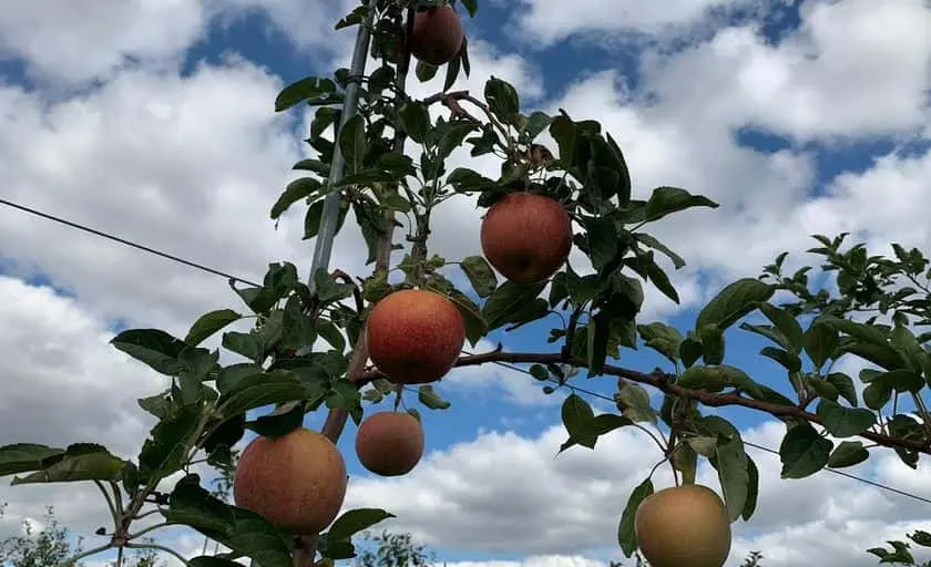 Photo of Pumpkin  at Homestead Farm Poolesville, Maryland