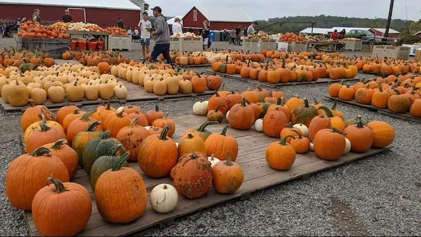 Photo of Pumpkin  at Homestead Farm Poolesville, Maryland - 2