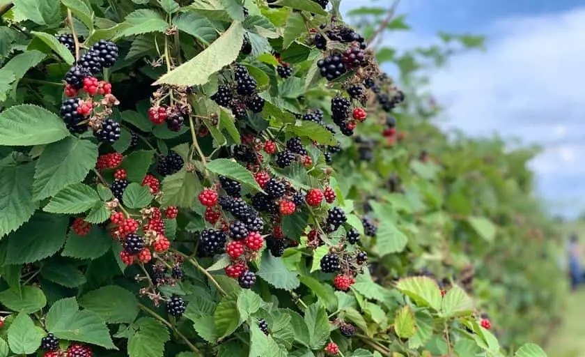 Photo of Pumpkin  at Homestead Farm Poolesville, Maryland - 3