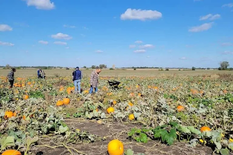 Photo of Pumpkin  at Kellers Farmstand Oswego, Illinois - 3