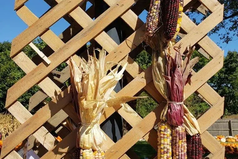 Photo of Pumpkin  at Kroll’s Fall Harvest Farm Waukegan, Illinois