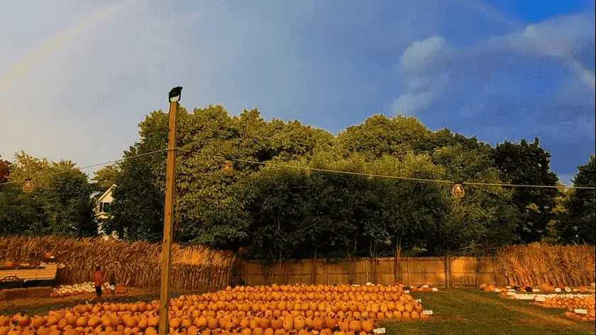 Photo of Pumpkin  at Kroll’s Fall Harvest Farm Waukegan, Illinois - 2