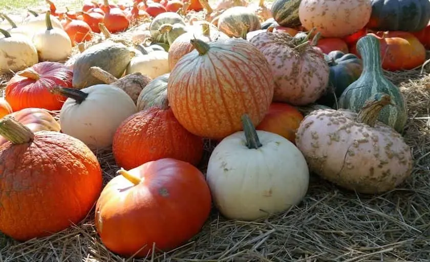 Photo of Pumpkin  at Kroll’s Fall Harvest Farm Waukegan, Illinois - 3