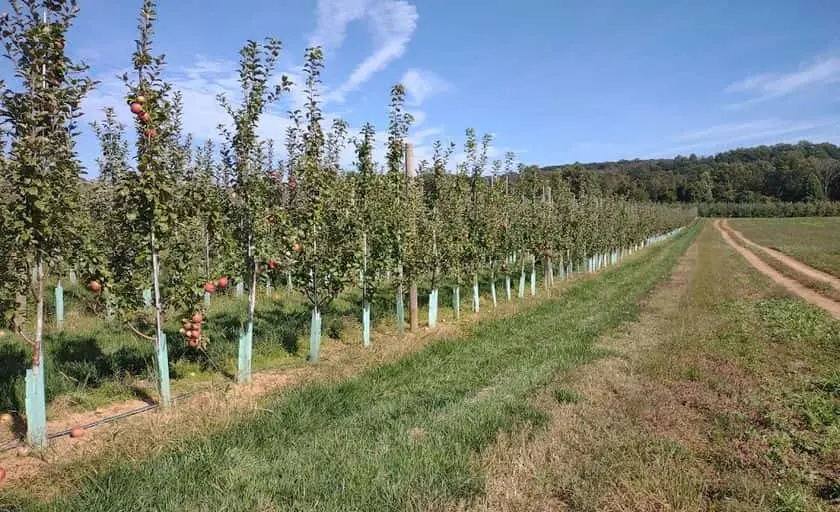 representative photo for Pumpkin Patches in Califon, New Jersey
