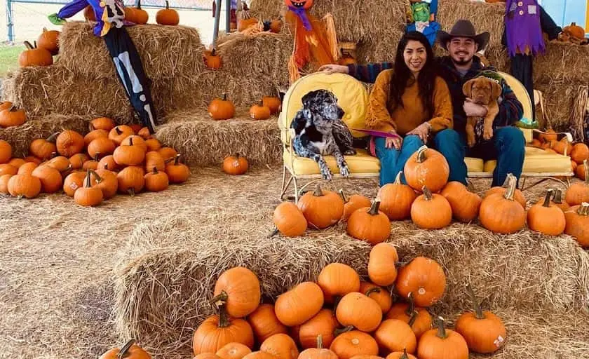 Photo of Pumpkin  at Murphy’s Christmas Tree Lot & Pumpkin Patch San Antonio, Texas