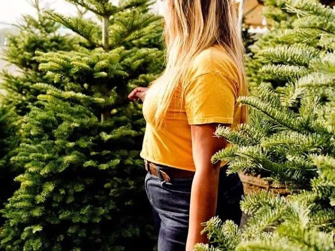 Photo of Pumpkin  at Murphy’s Christmas Tree Lot & Pumpkin Patch San Antonio, Texas - 3