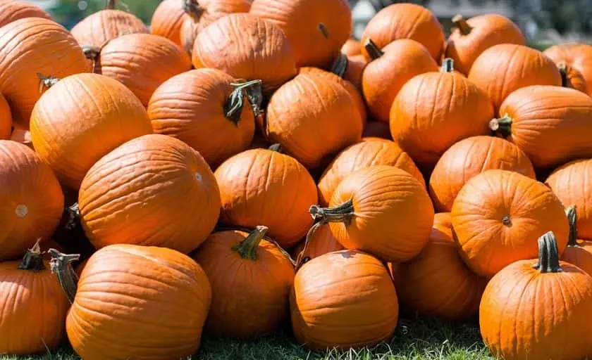 representative photo for Pumpkin Patches in Spring, Texas