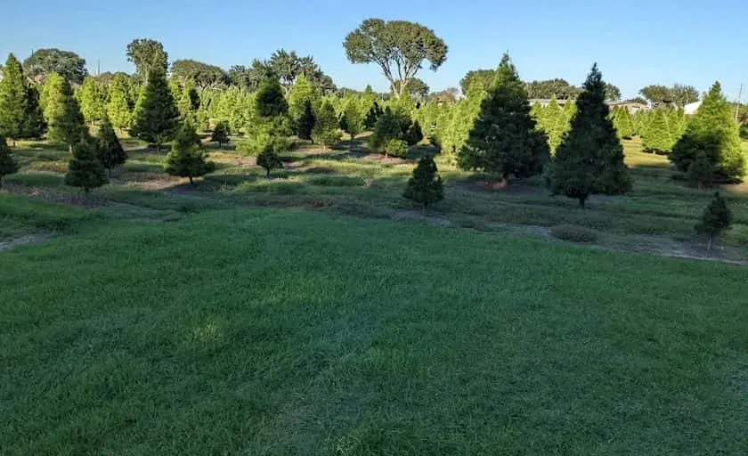 Photo of Pumpkin  at Old Time Christmas Tree Farm Spring, Texas - 3