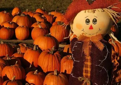 Photo of Pumpkin  at Owl Creek Farm San Antonio, Texas