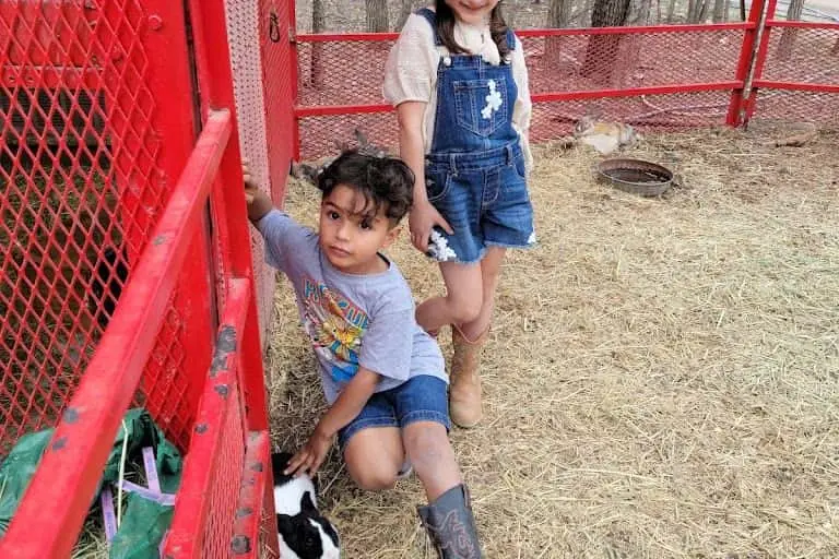 Photo of Pumpkin  at Owl Creek Farm San Antonio, Texas - 3