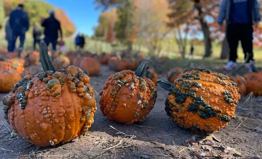 Photo of Pumpkin at Pine Tree Orchard Pumpkin Patch White Bear Lake, Minnesota - 3