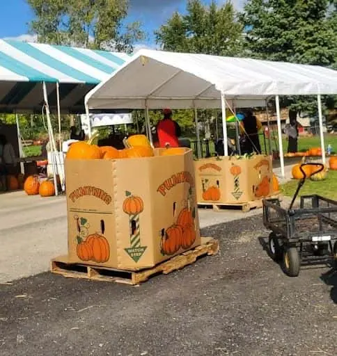Photo of Pumpkin  at Puckerville Farms Lemont, Illinois - 3