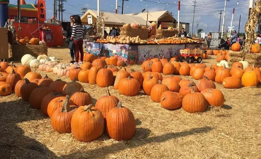 Photo of Pumpkin at Shawn’s Pumpkin Patch Los Angeles, California - 2