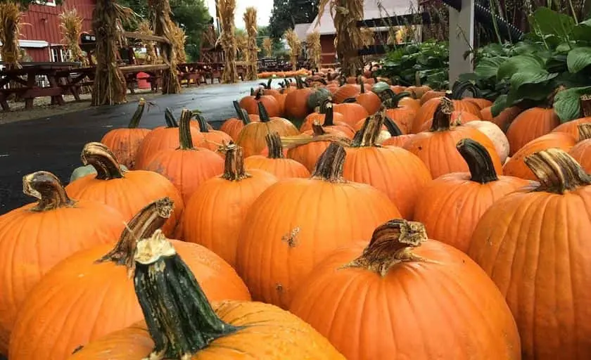 Photo of Pumpkin  at Sonny Acre Farm West Chicago, Illinois - 2
