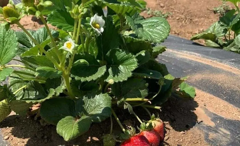 Photo of Pumpkin  at Stehly Farms Organics Valley Center, California